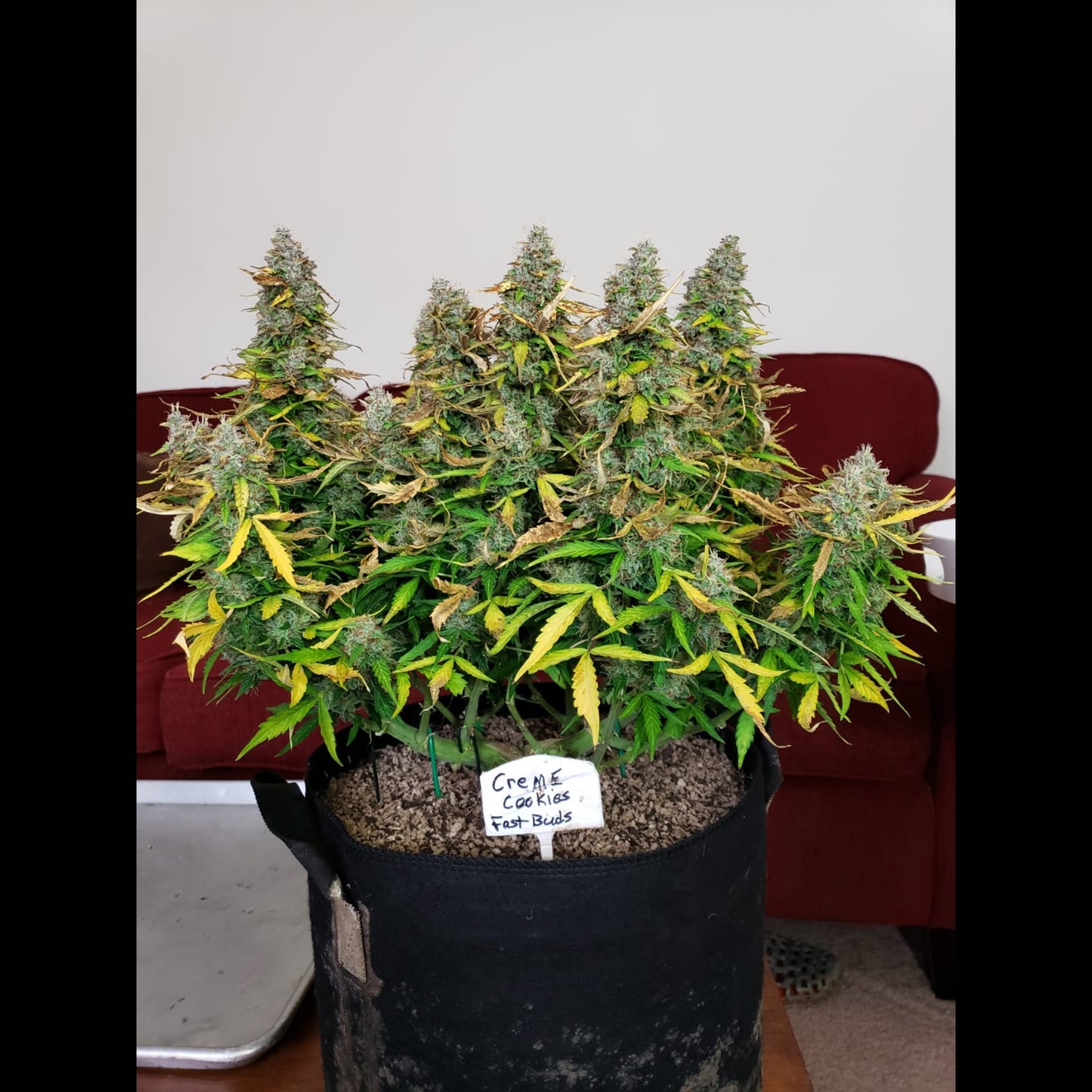 Cream Cookies Auto