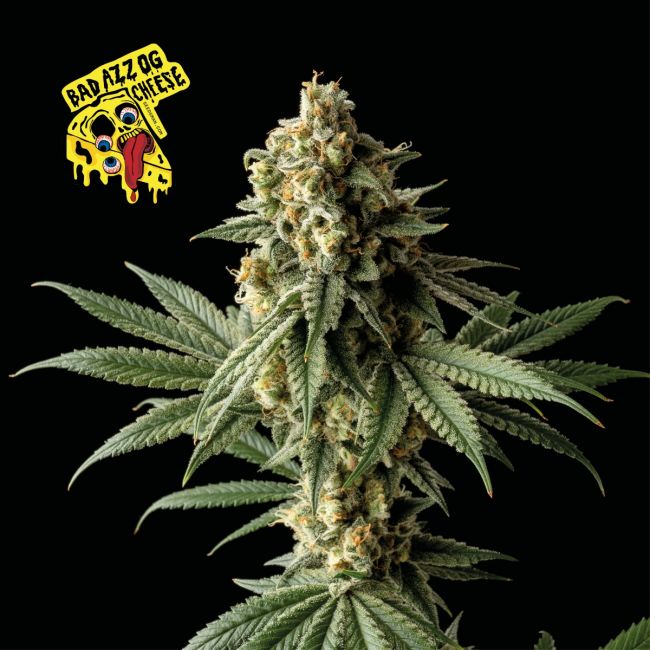 Badazz OG Cheese