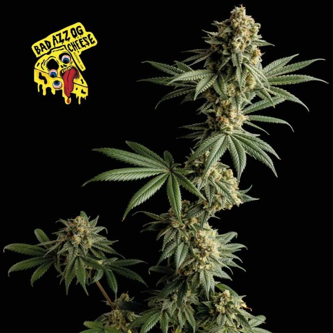 Badazz OG Cheese