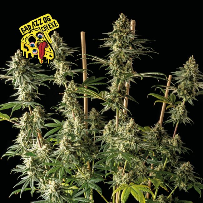 Badazz OG Cheese