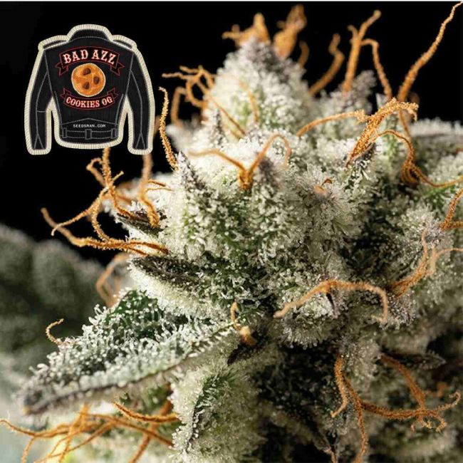 Badazz Cookies OG