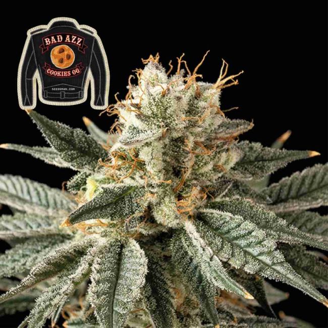 Badazz Cookies OG