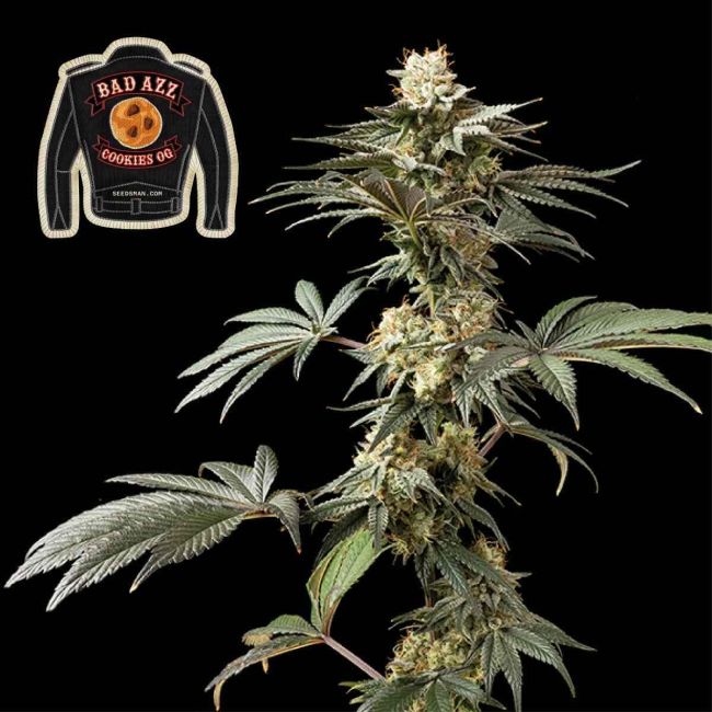 Badazz Cookies OG