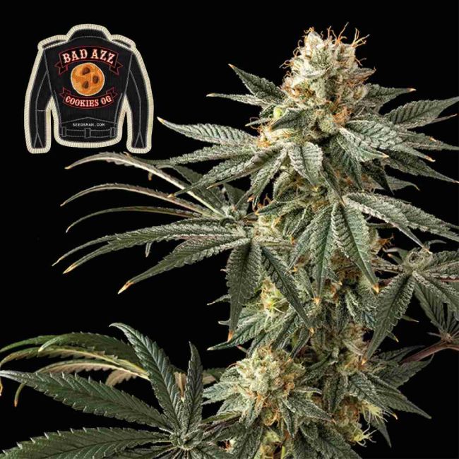 Badazz Cookies OG