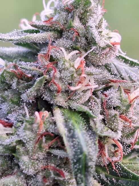 Banana Biscotti F1