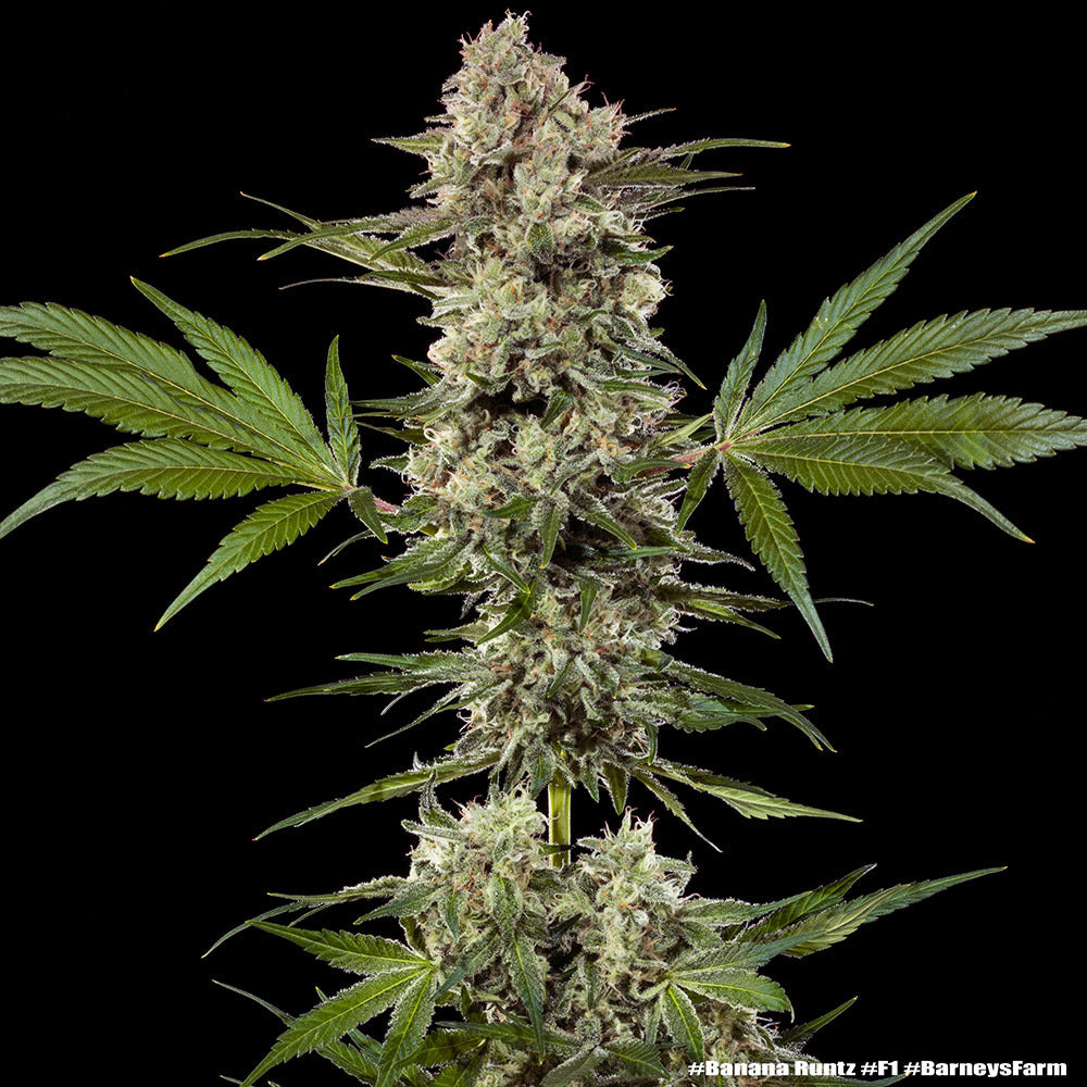 Banana Runtz F1 hybrid