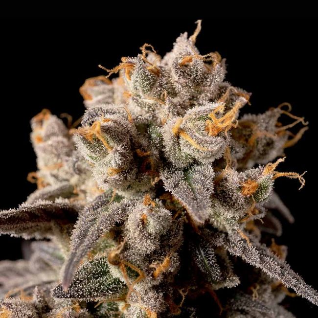 Banana Biscotti F1