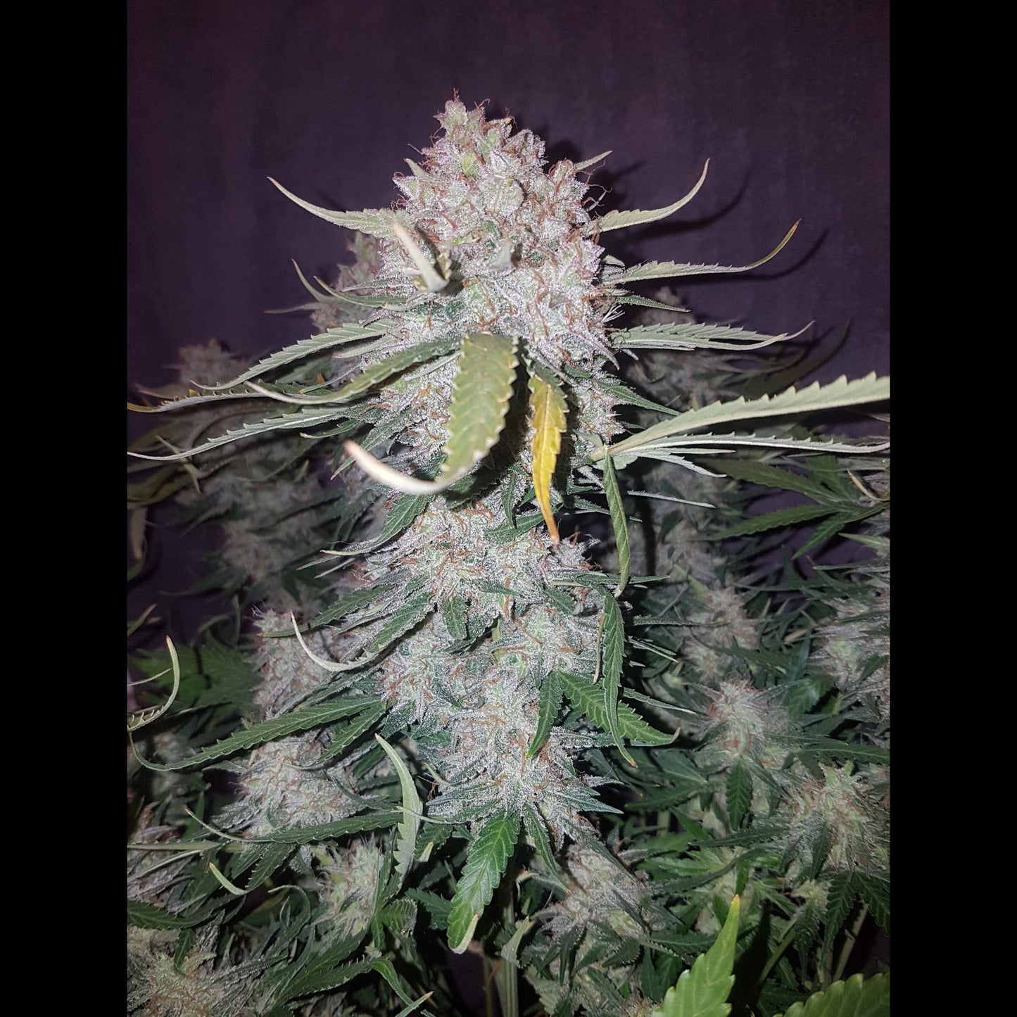 Cream Cookies Auto