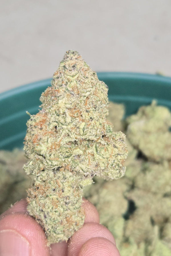 Frostbanger Auto