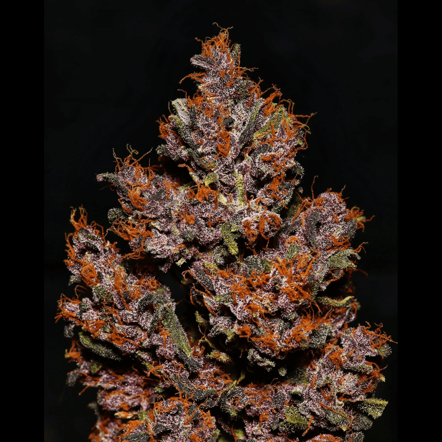 Crystal Meth Auto
