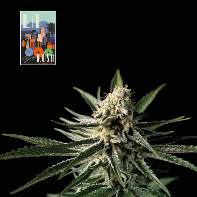L.A. Peyote Kush