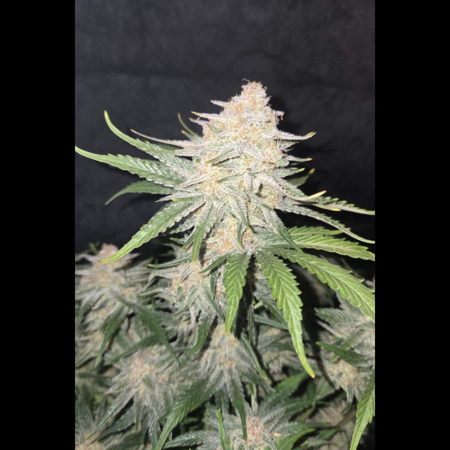 Frostbanger Auto