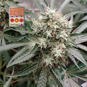 Strawberry Banana Grape