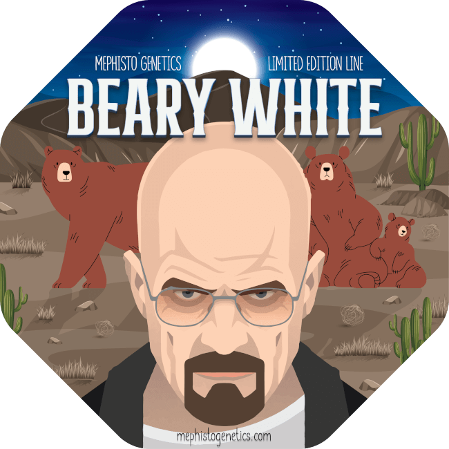 Beary White