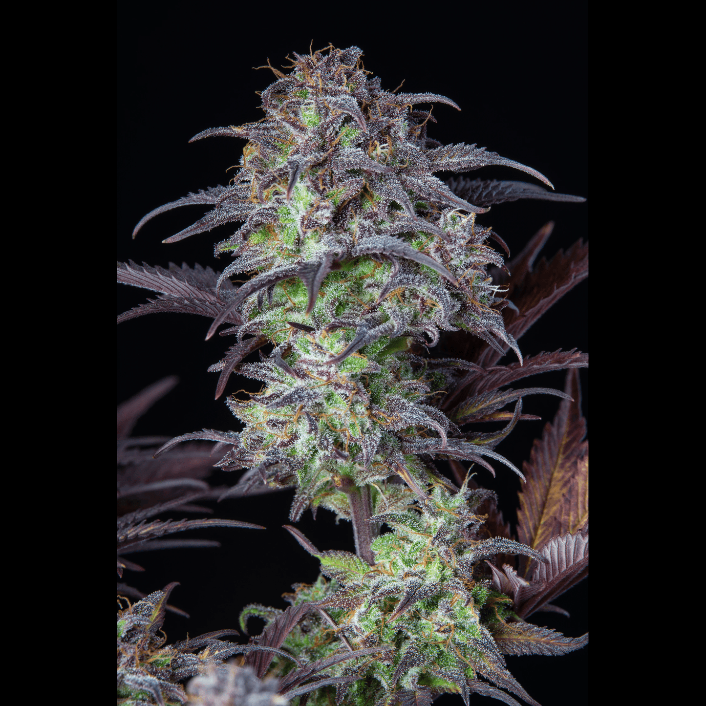 Blueberry Auto