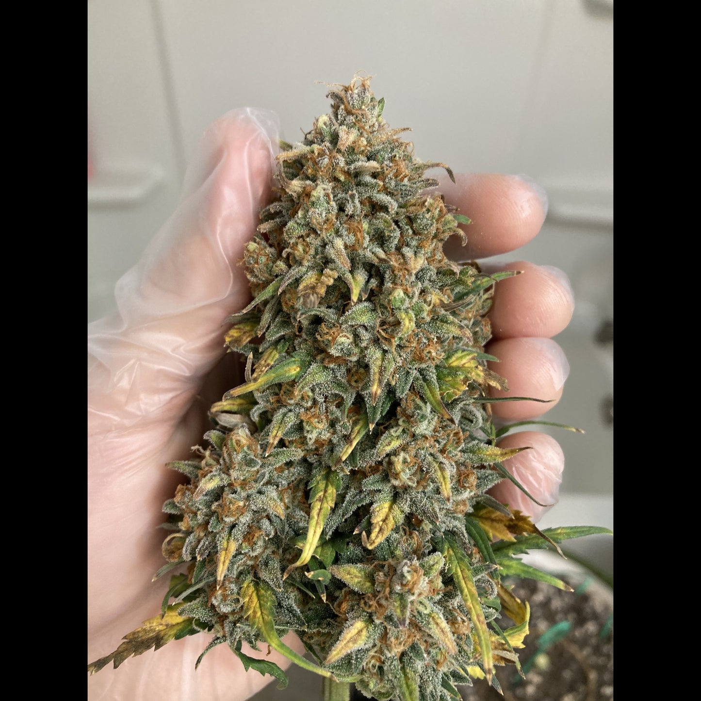 BubbleGum Auto