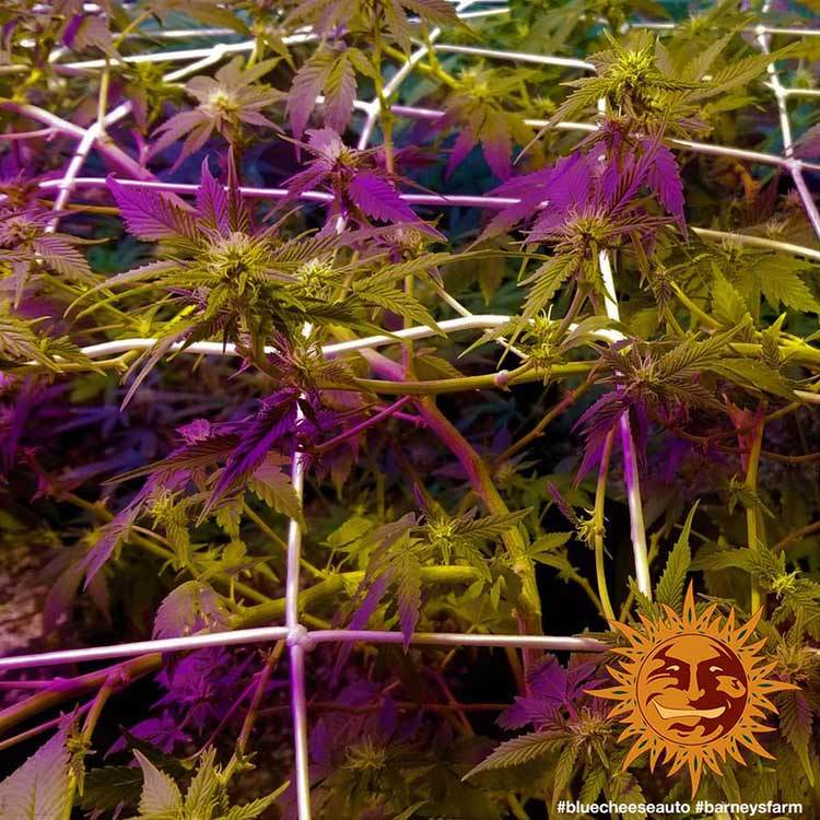Blue Cheese Auto A.K.A. Blueberry Cheese Auto
