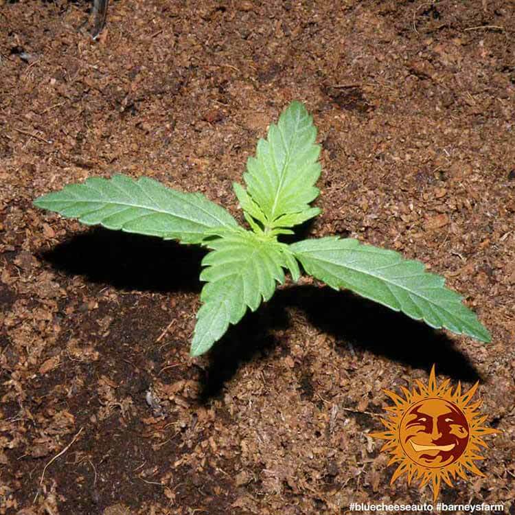 Blue Cheese Auto A.K.A. Blueberry Cheese Auto
