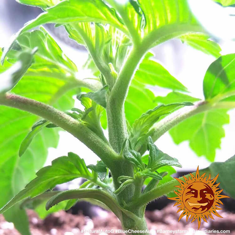 Blue Cheese Auto A.K.A. Blueberry Cheese Auto