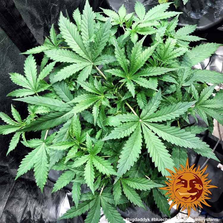 Blue Cheese Auto A.K.A. Blueberry Cheese Auto