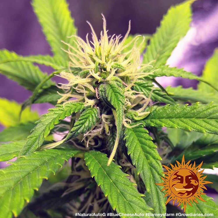 Blue Cheese Auto A.K.A. Blueberry Cheese Auto