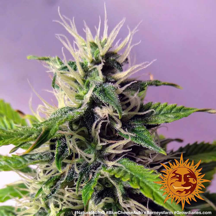 Blue Cheese Auto A.K.A. Blueberry Cheese Auto