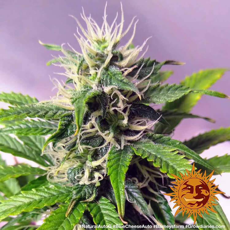 Blue Cheese Auto A.K.A. Blueberry Cheese Auto