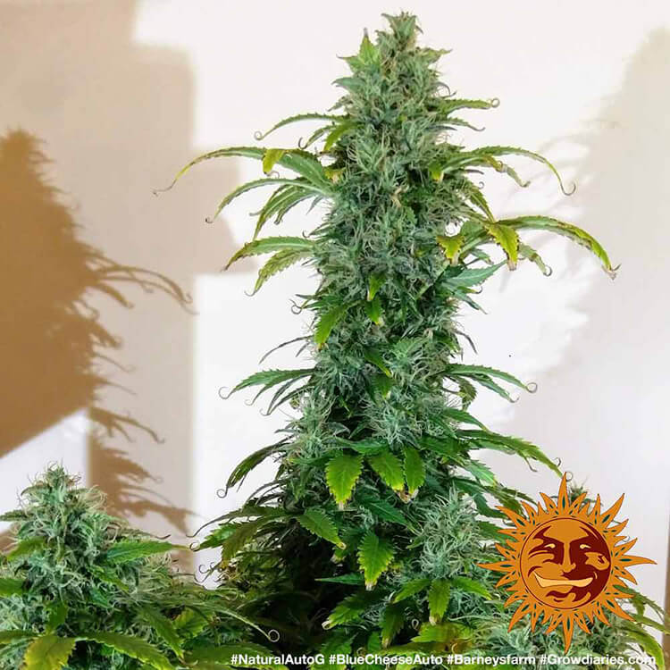 Blue Cheese Auto A.K.A. Blueberry Cheese Auto