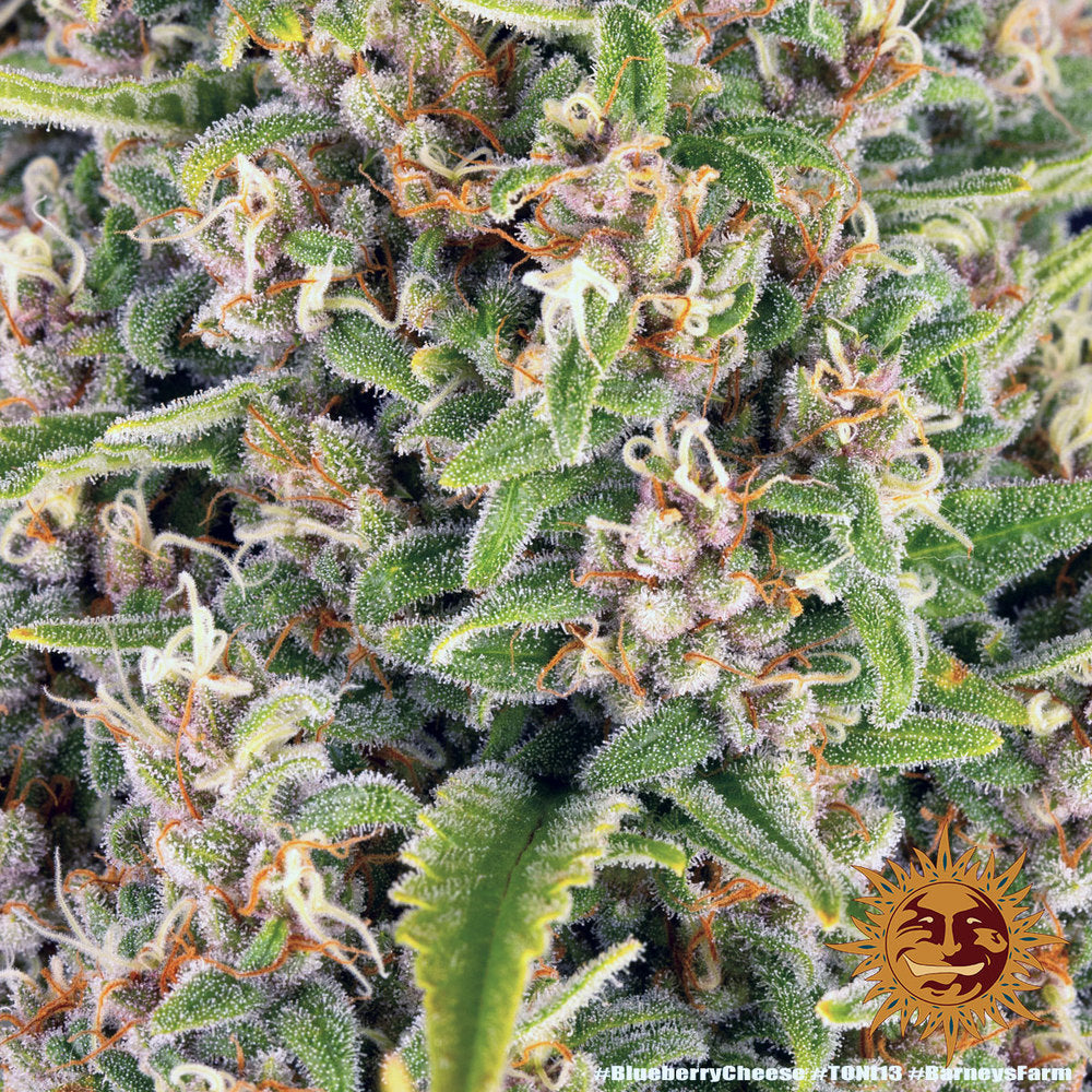 Blue Cheese AKA Blueberry Cheese