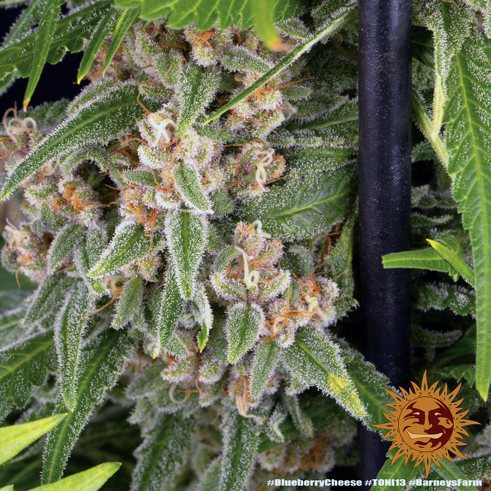 Blue Cheese AKA Blueberry Cheese