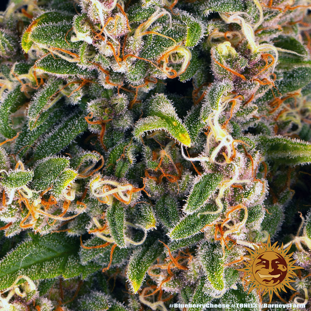 Blue Cheese AKA Blueberry Cheese