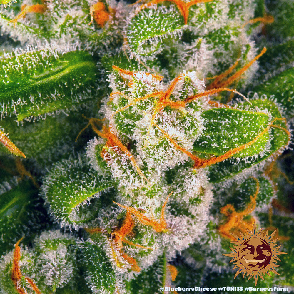Blue Cheese AKA Blueberry Cheese