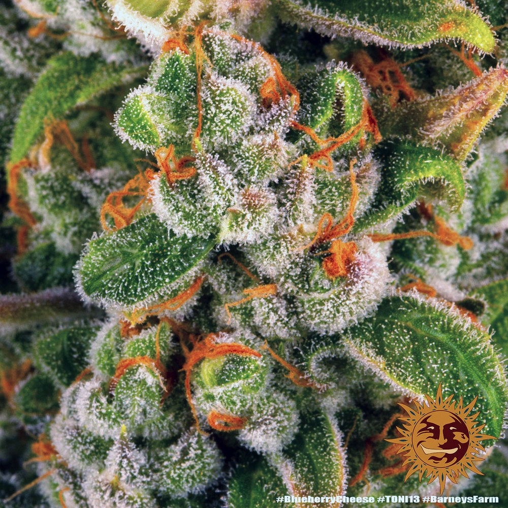 Blue Cheese AKA Blueberry Cheese