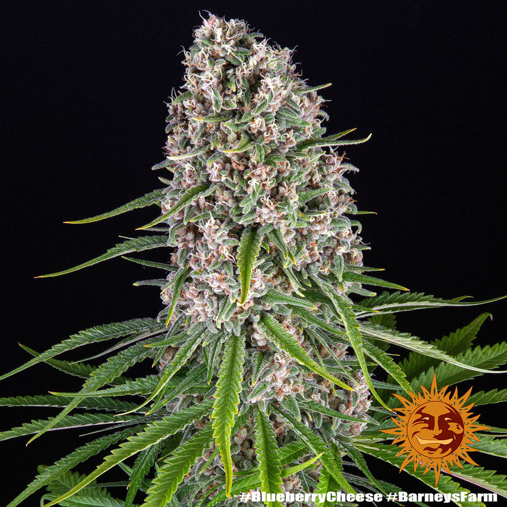 Blue Cheese AKA Blueberry Cheese