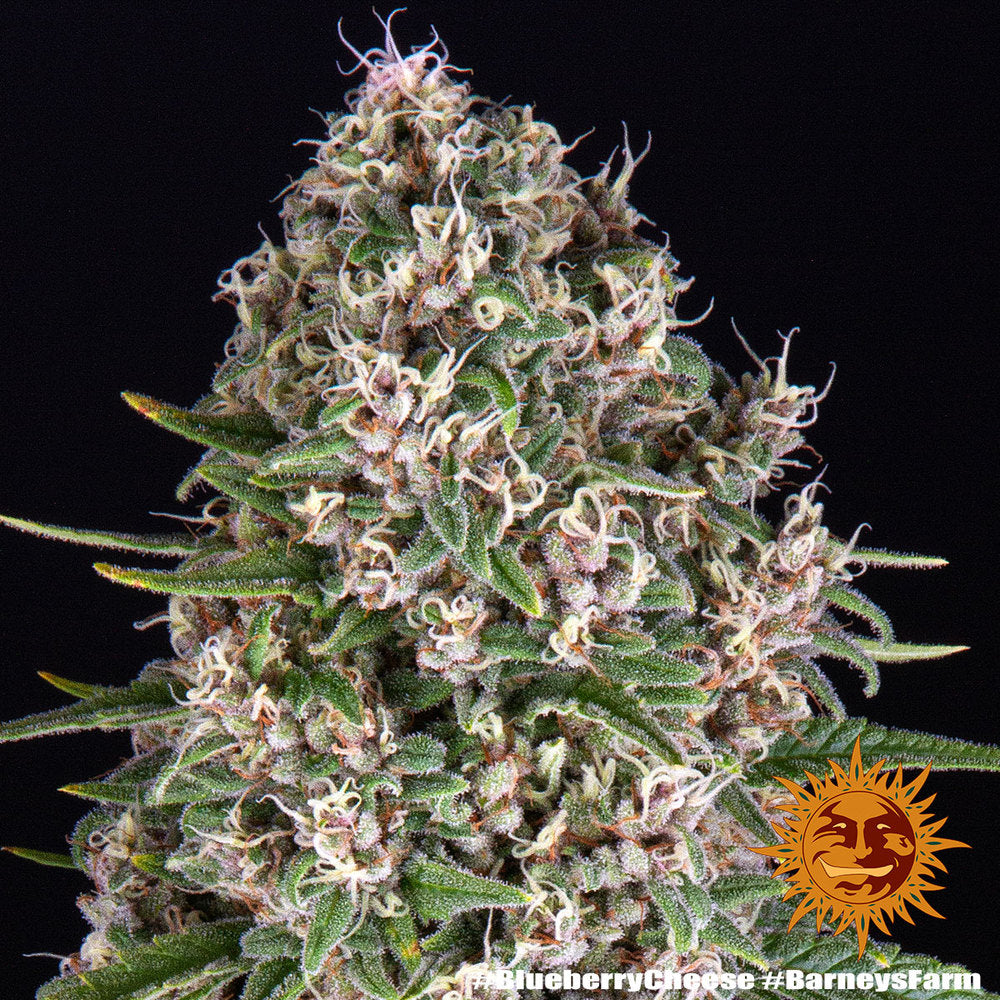 Blue Cheese AKA Blueberry Cheese