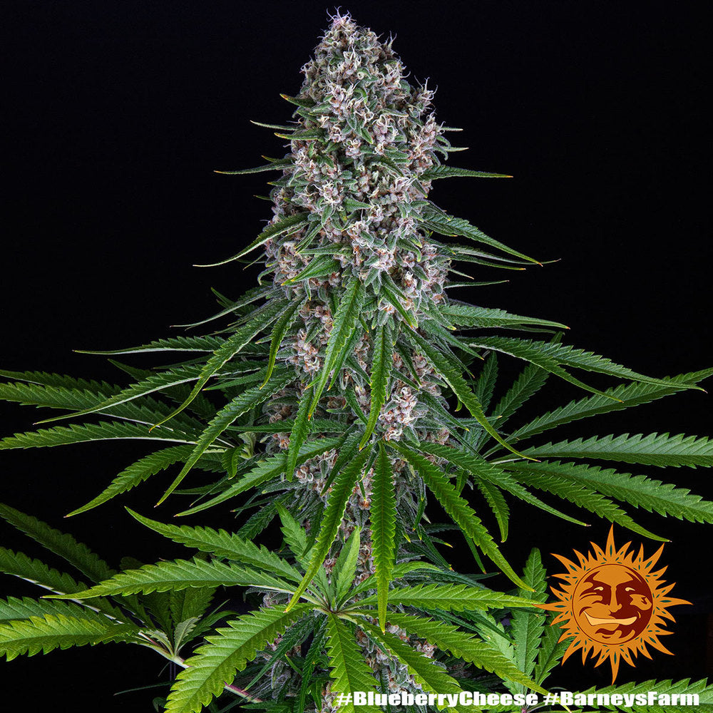 Blue Cheese AKA Blueberry Cheese