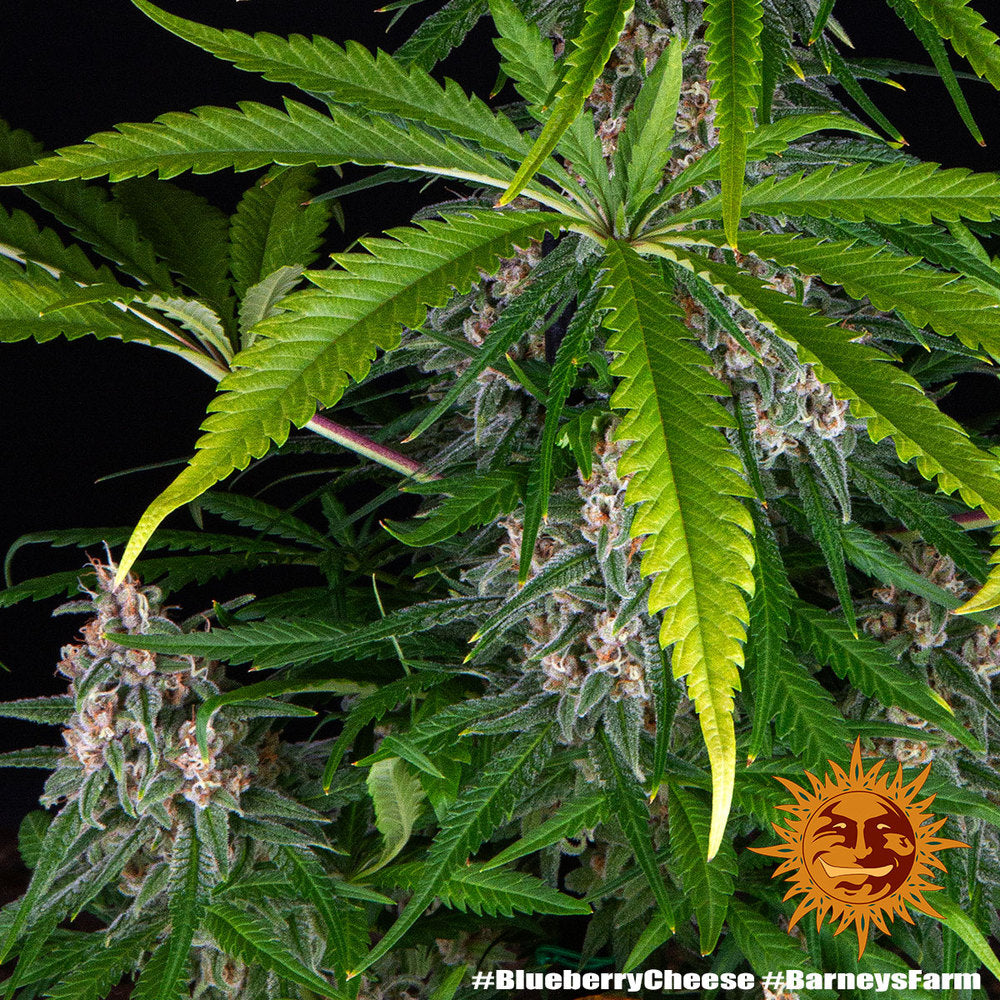 Blue Cheese AKA Blueberry Cheese