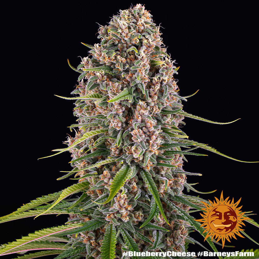 Blue Cheese AKA Blueberry Cheese