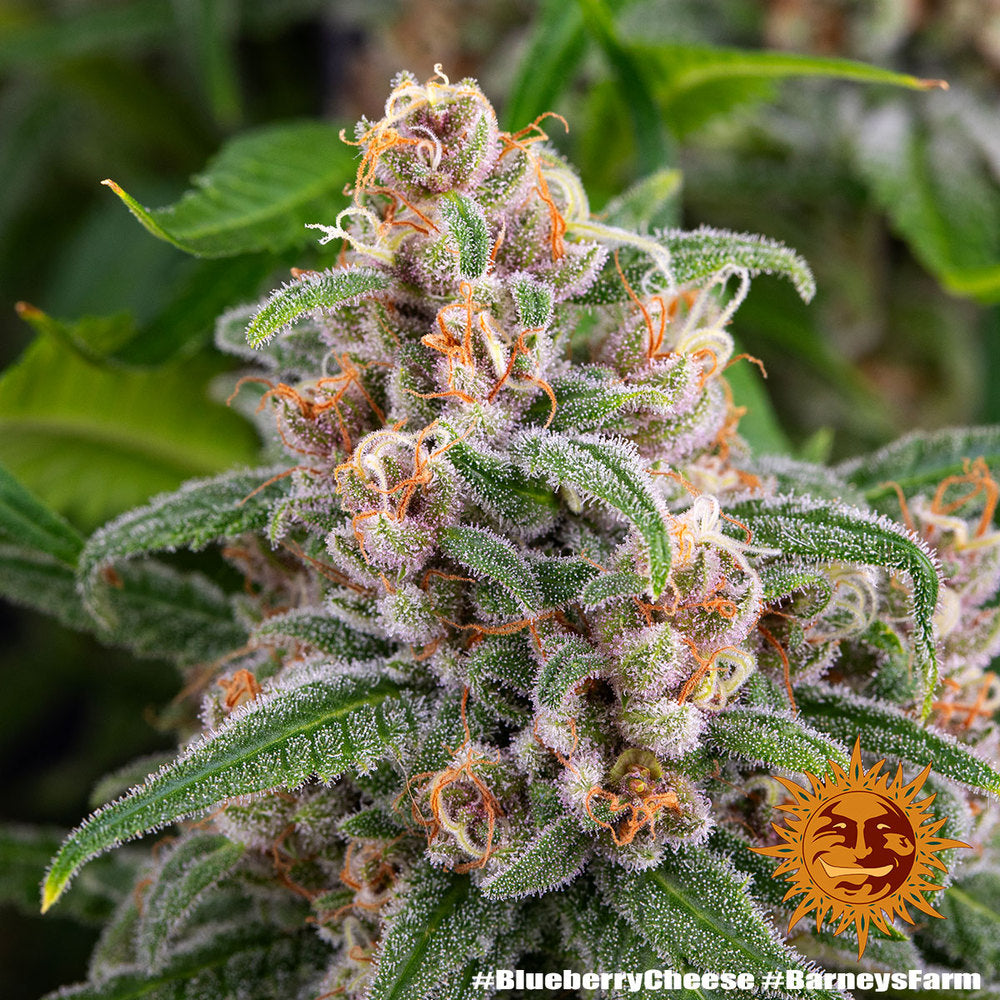 Blue Cheese AKA Blueberry Cheese
