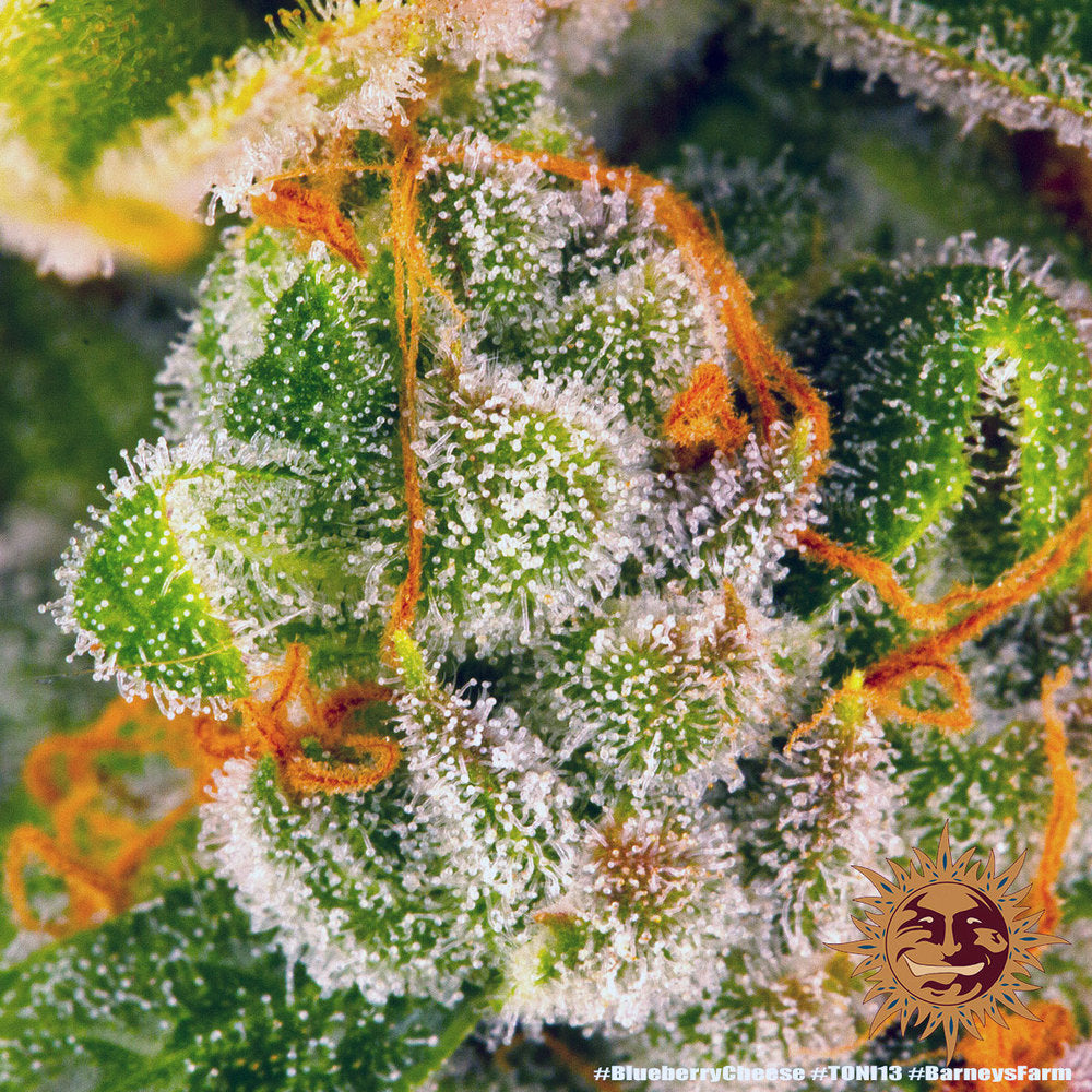 Blue Cheese AKA Blueberry Cheese