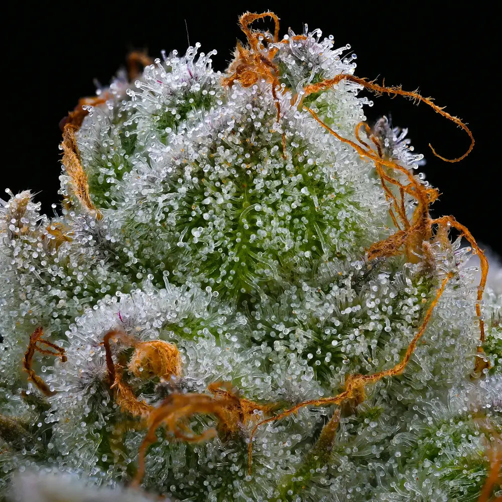 BLUE DREAM