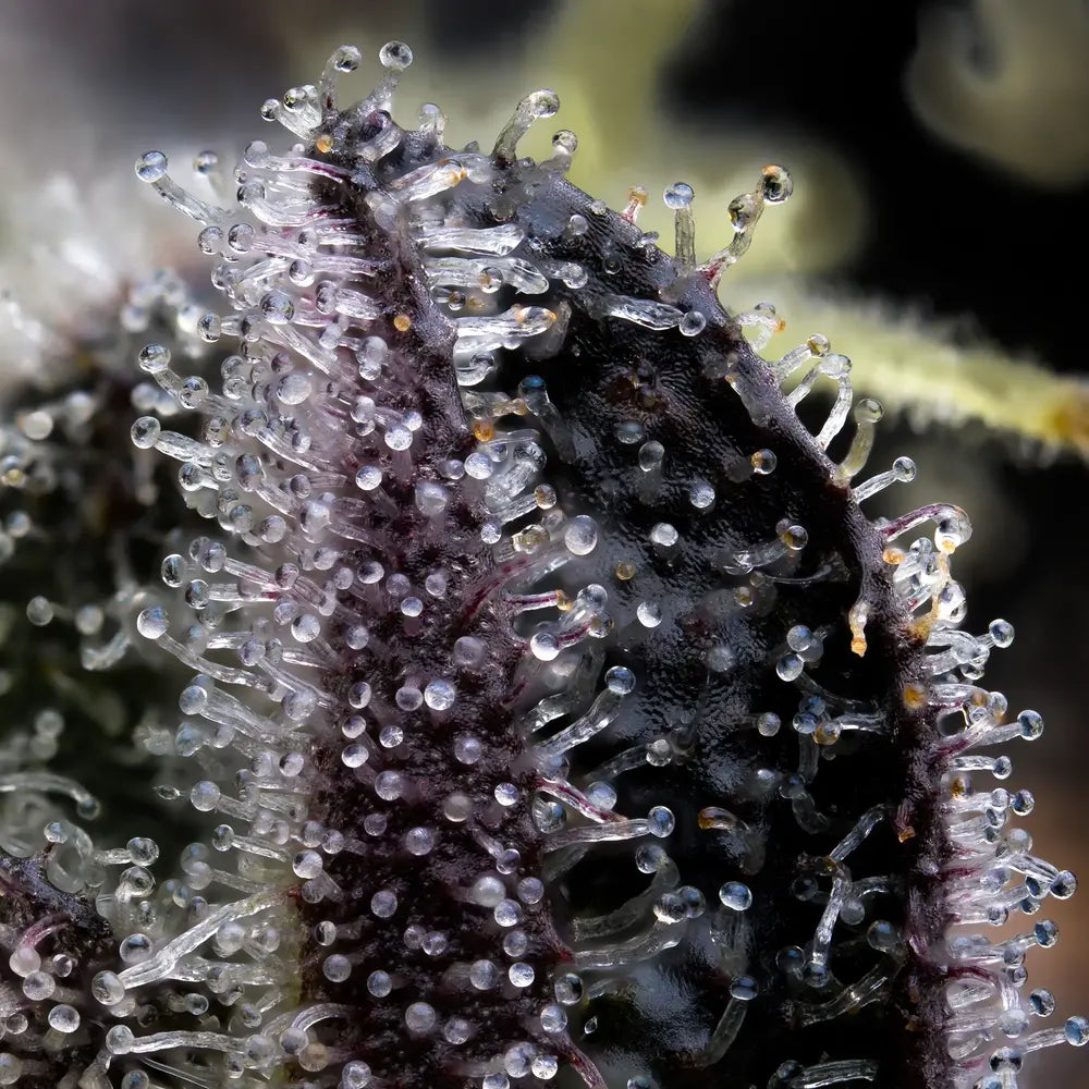 BLUE DREAM