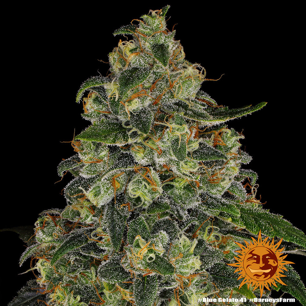 Blue Gelato 41