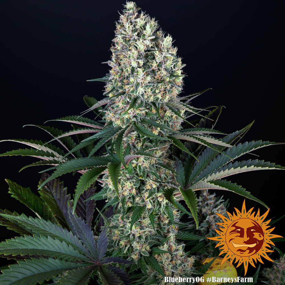 Blueberry OG