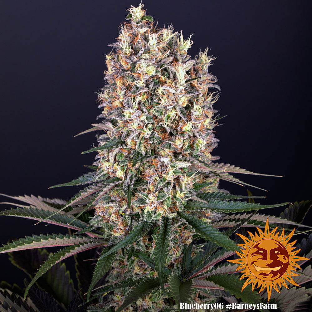 Blueberry OG