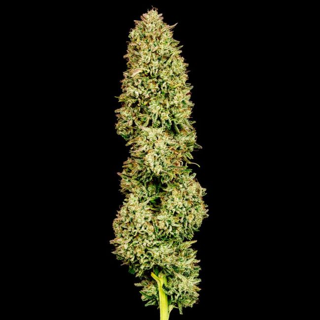 Blueberry Pie F1