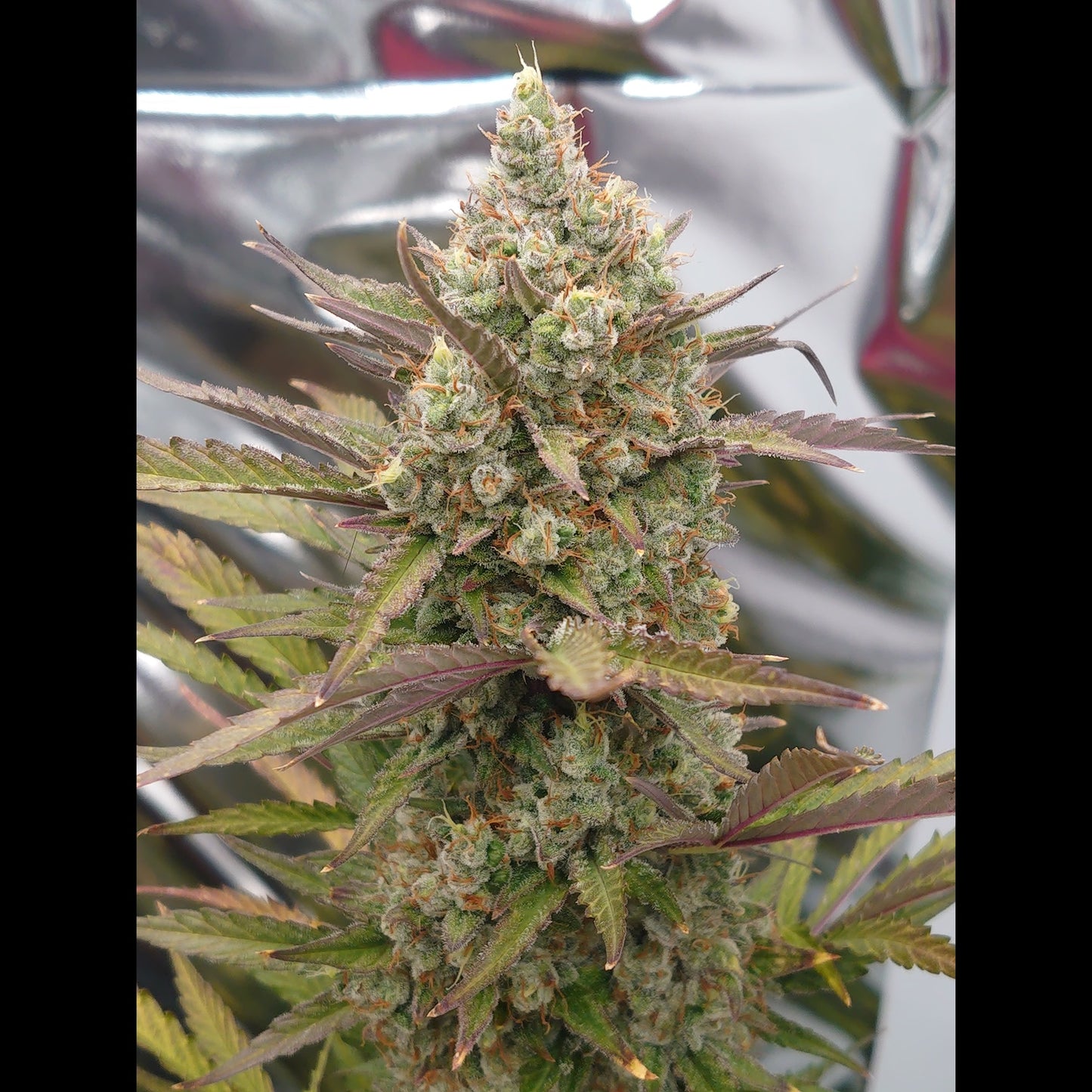 Chemdawg Auto