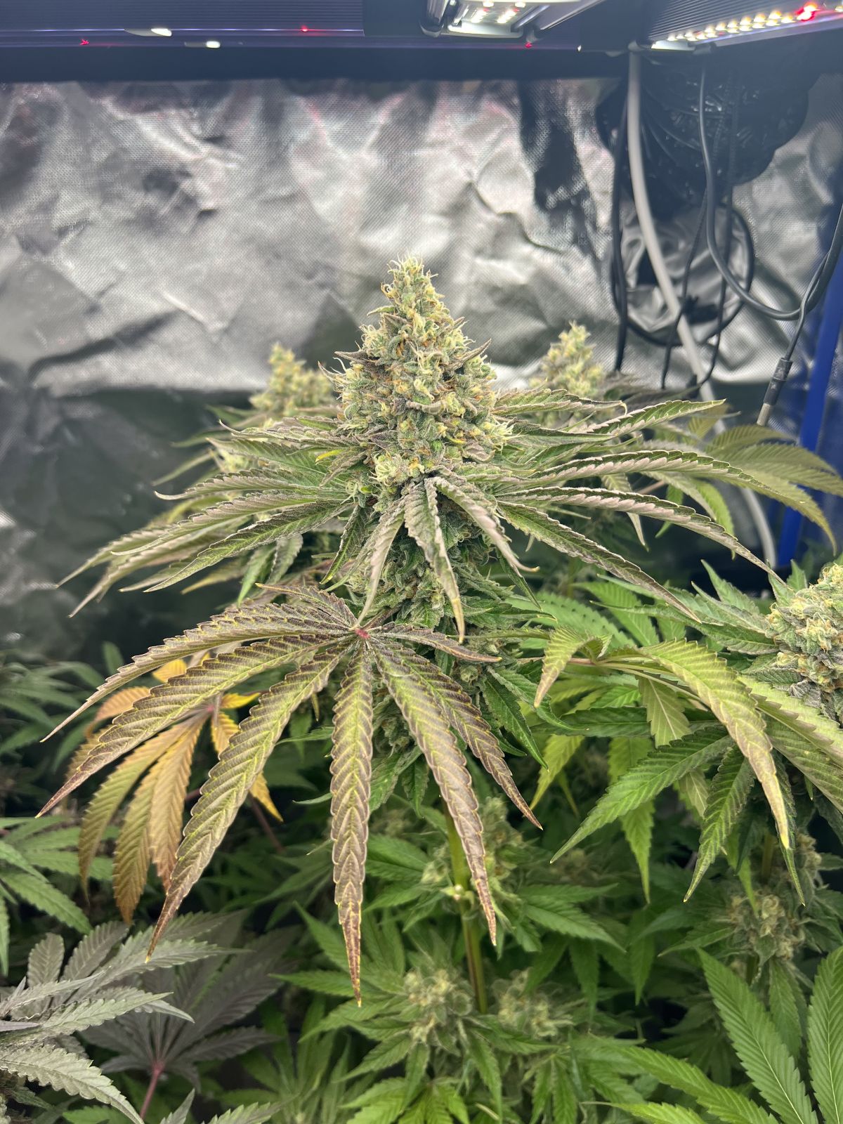 Gorilla Melon