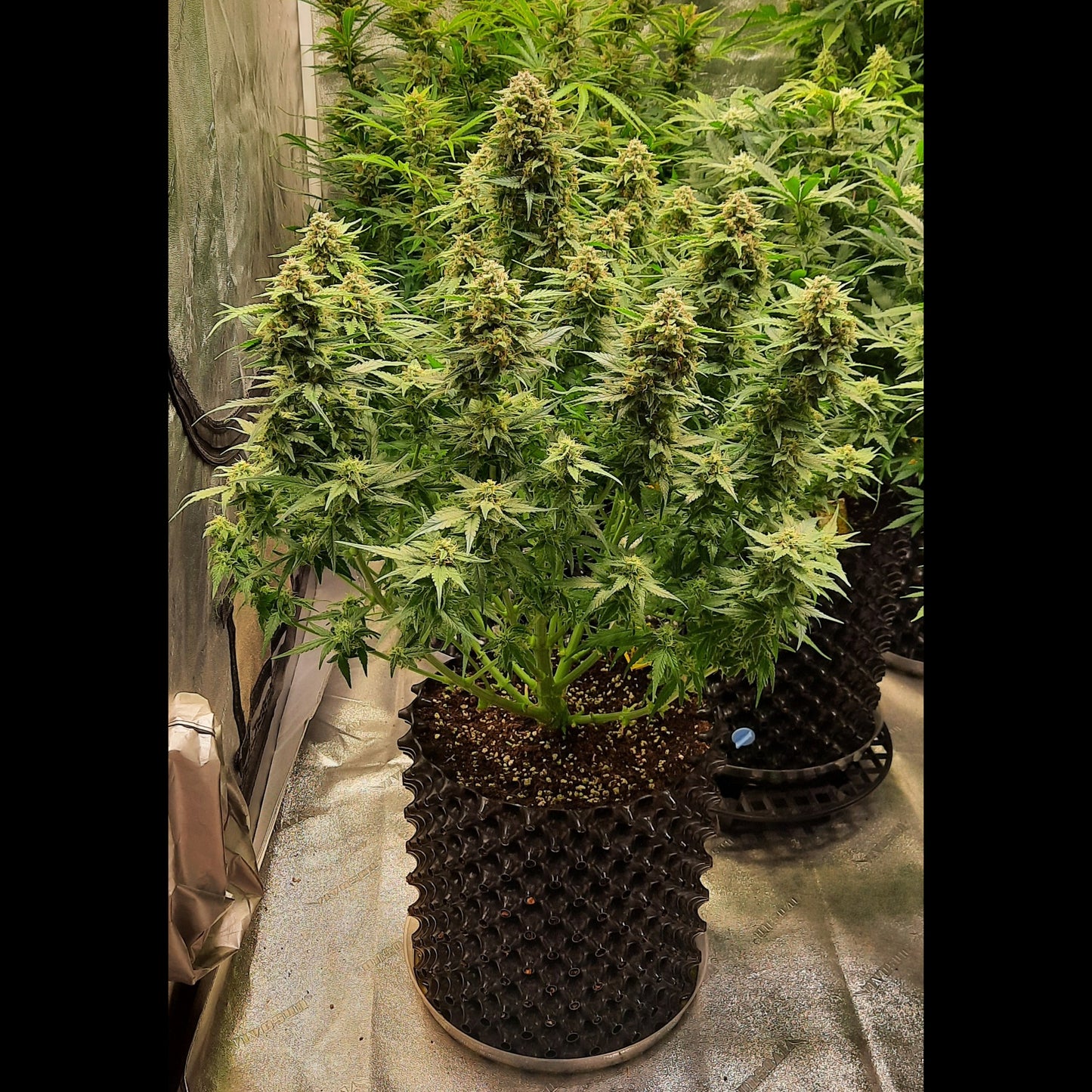 Chemdawg Auto