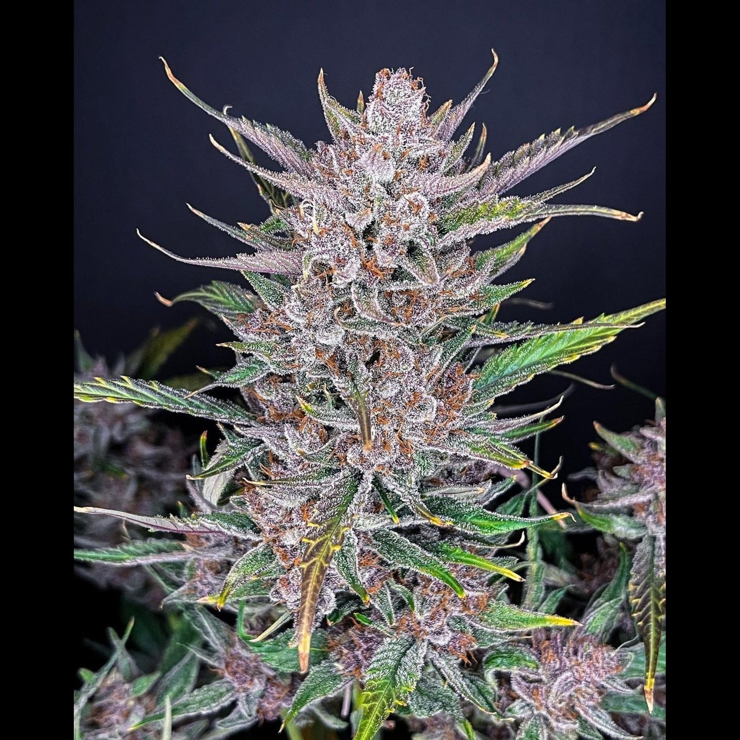 Gorilla Punch Auto